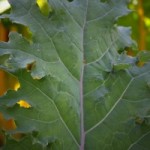 my-kale-200x300