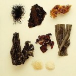 sea-veggies