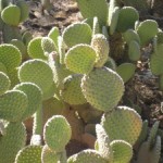 cacti1-300x225