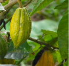 cacao1