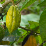 cacao1