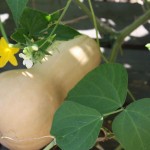 squash-1024x782